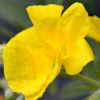 helianthemum Voltaire - Abriachan Nurseries